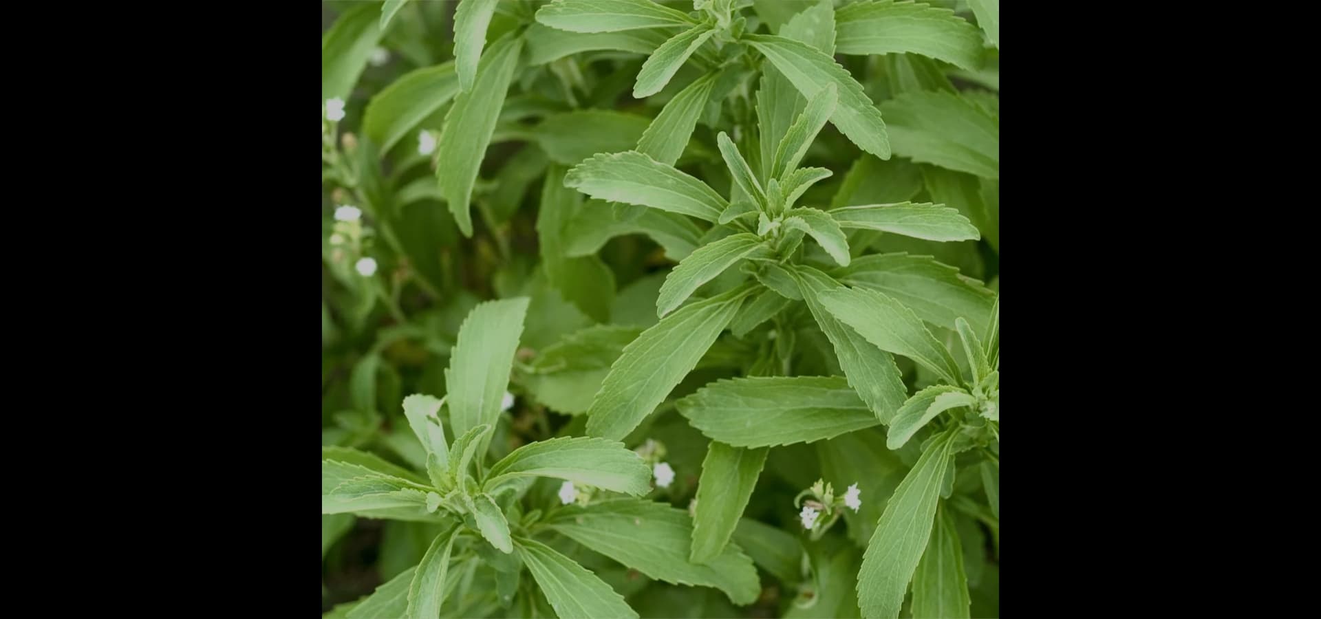 Stevia Benefits: Plant-Based Sweetness with Metabolic Control