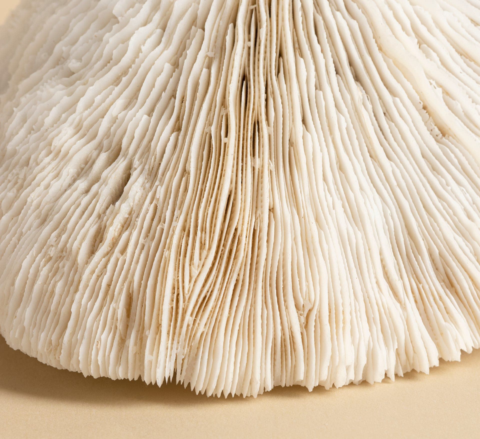 Lion's Mane Mushroom Benefits: Boost Brain Health & Cognitive Function